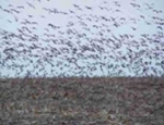 snow geese