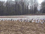 snow geese