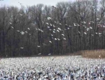 snow geese