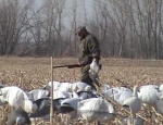 snow goose hunting Missouri