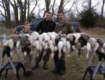 spring snow goose hunts