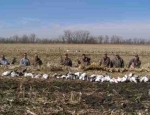 guided snow goose hunts