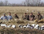 spring snow goose hunting