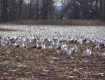 snow geese