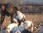 Missouri snow goose hunting guide