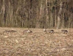 Missouri goose hunting