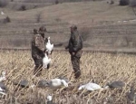 guided Missouri goose hunting