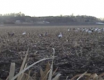 spring snow goose hunting