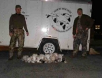 snow goose hunting Missouri