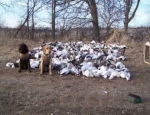 snow goose hunting Missouri