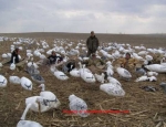 spring snow goose hunting