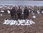 snow goose hunting Missouri