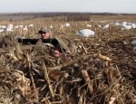 spring snow goose hunting