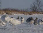 spring snow goose hunts