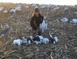 spring snow goose hunts