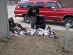 snow goose hunting guide