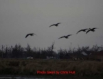 guided goose hunts