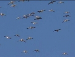 snow geese