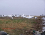 snow goose