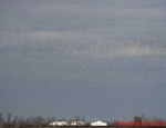 snow geese