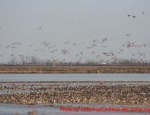 Missouri duck hunting