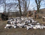 spring snow goose hunting