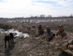 guided snow goose hunts