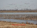 guided duck hunts