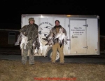 spring snow goose hunting