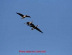 Missouri goose hunting