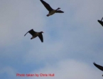 Missouri goose hunting