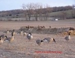 Missouri goose hunting