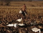 spring snow goose hunts