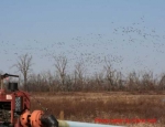 Missouri duck hunting