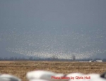 snow geese