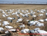 spring snow goose hunting