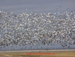 snow geese