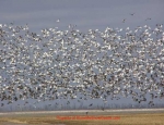 snow geese