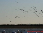 Missouri goose hunting