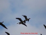 goose hunting Missouri