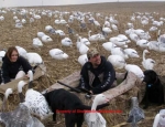 guided snow goose hunts