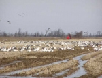 snow geese