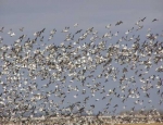 snow geese