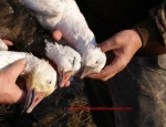 spring snow goose hunting