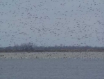 snow geese