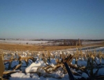 snow geese