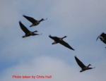 guided goose hunts