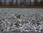 snow geese