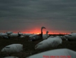 spring snow goose hunting