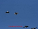 goose hunting Missouri